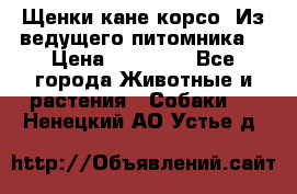 Щенки кане корсо! Из ведущего питомника! › Цена ­ 60 000 - Все города Животные и растения » Собаки   . Ненецкий АО,Устье д.